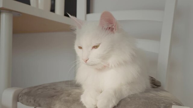 A relaxed white cat is sitting on a chair, enjoying a calm moment. The soft sunlight illuminates its fluffy fur, creating a serene atmosphere in the room.