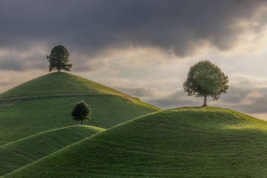 the drumlins - moraine hills with a linden tree on the top at sunset