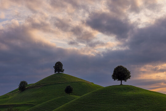 the drumlins - moraine hills with a linden tree on the top at sunset