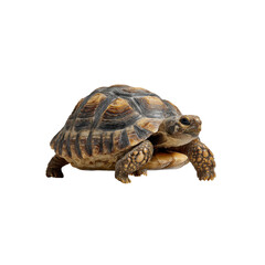 Obraz premium Yellow-footed Tortoise (Chelonoidis denticulata) Walking, Isolated on Black Background