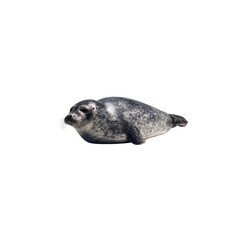 Fototapeta premium Adorable Harbor Seal Pup on Black Background