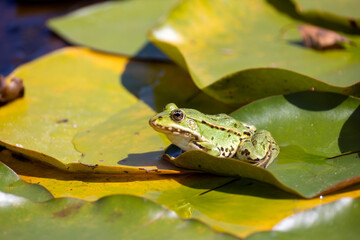 pond frog sits on the leaf of a water lily