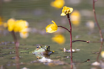 frog in a pond with yellow flowers