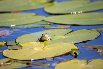 pond frog sits on the leaf of a water lily