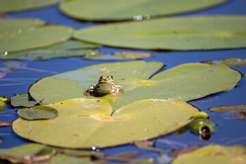 pond frog sits on the leaf of a water lily
