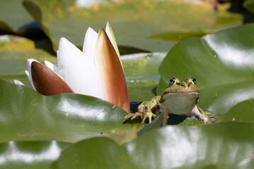 pond frog sits next to the white blossom of a water lily