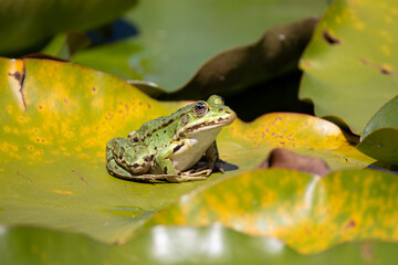 pond frog sits on the leaf of a water lily