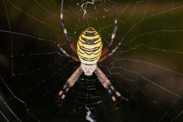 a yellow wasp spider in its web