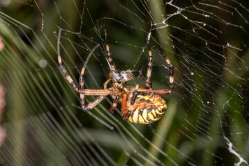 a wasp spider with prey in its web