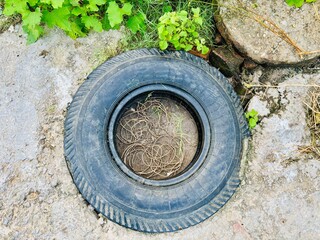 Old black rubber tire placed on the ground outdoors, filled with dry grass and natural elements inside. Surrounded by rough cement surface, green plants and vegetation