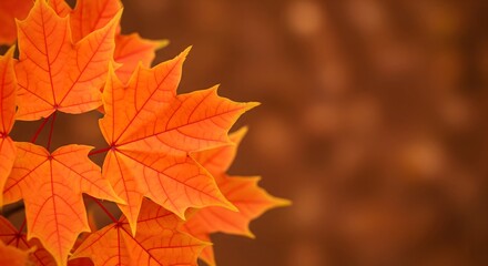 Orange Autumn Leaves in Soft Focus