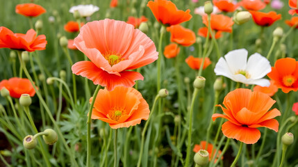 Obraz premium Poppies are flowering plants in the subfamily Papaveroideae of the family Papaveraceae, known for their colorful flowers.
