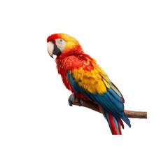 Obraz premium Vibrant Scarlet Macaw Perched on Branch Against Black Background