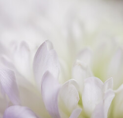 Obraz premium Abstract floral background, white chrysanthemum flower petals. Soft focus