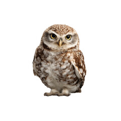 Obraz premium Little Owl Portrait A Captivating Look at Athene Noctua