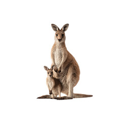 Mother Kangaroo and Joey Australian Wildlife Icon