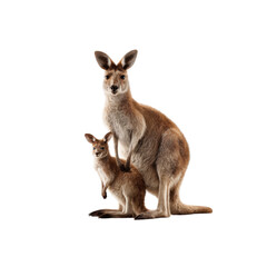 Mother Kangaroo and Joey Australian Wildlife Portrait
