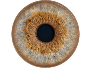 Detailed close up of a human iris brown eye macro photography, Isolated On White Background, Png Transparent