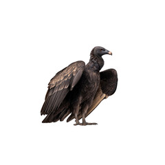 Black Vulture (Coragyps atratus) Isolated on Black Background