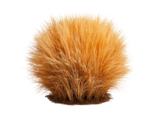 Golden bush fluffy plant isolated on black background, Isolated On White Background, Png Transparent