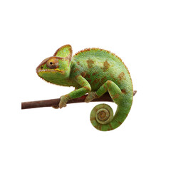 Veiled Chameleon on Branch - Exotic Reptile Close-Up