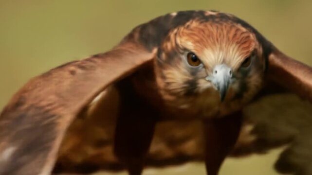 red tailed hawk