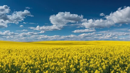 Obraz premium Vibrant Yellow Canola Field Under a Blue Sky with Clouds.
