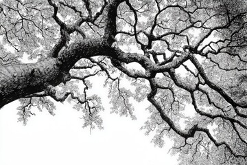 Fototapeta premium Black and white view of a large tree canopy