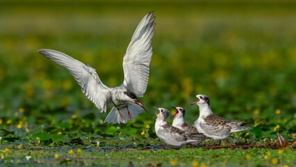 Fototapeta premium canada goose on the grass