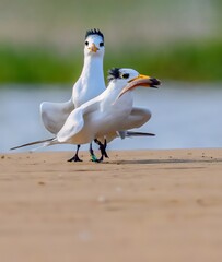seagull on the beach