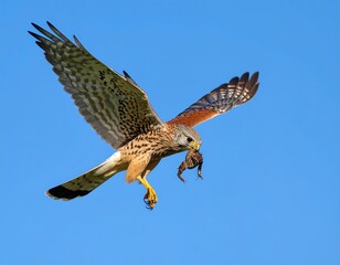 Fototapeta premium Raptor in flight with prey