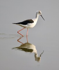 black headed gull in water