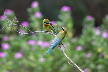 bee eater perched on a branch