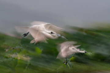 black headed gull in flight