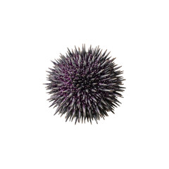 Close-up of a Purple Sea Urchin with Sharp Spines on Black Background
