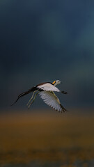 great blue heron ardea cinerea