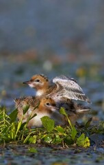 grey squirrel on the ground