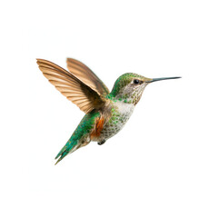 Fototapeta premium Allen's Hummingbird in Flight, Isolated on White Background