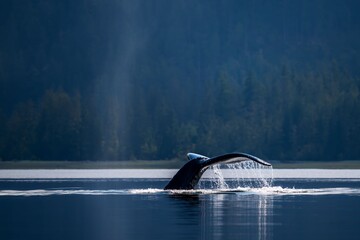 Humpback whale tail in ocean