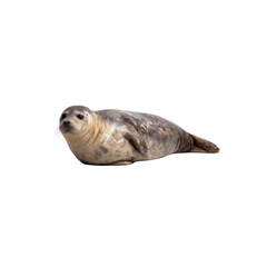Adorable Grey Seal Pup on Black Background