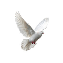 Majestic White Dove in Flight, Symbol of Peace and Hope