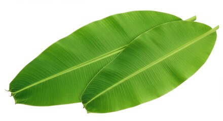 Fototapeta premium Vibrant Green Banana Leaves Isolated on White Background Fresh Tropical Foliage and Natural Beauty Symbolizing Tropical Paradise and Lush Vegetation