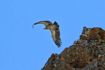 vulture in flight
