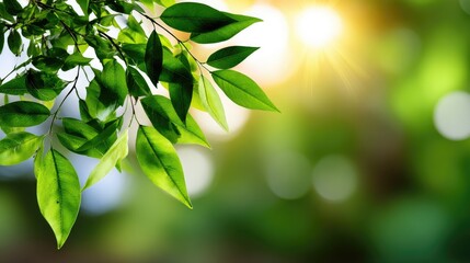 Vibrant green leaves illuminated by sunlight, set against a soft, blurred background. A perfect representation of nature's beauty and tranquility, ideal for eco-friendly themes.
