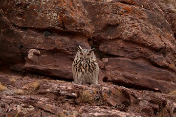 bird on the rocks