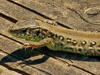 bearded dragon lizard