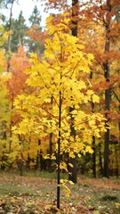 Naklejka premium Vibrant yellow tree amidst autumn foliage in forest