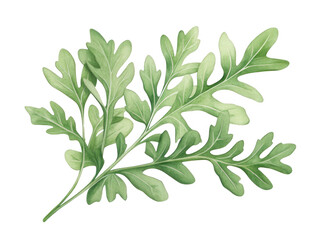 Watercolor Illustration Showing Fresh Arugula Leaves With Fine Texture Presented Against A Transparent Background