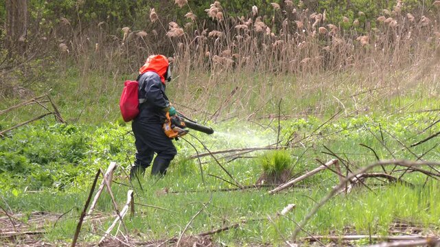 Mowing and Herbicide Treatment of Sosnovsky Hogweed. This aggressive species is known for its phototoxic sap and rapid spread. Spraying of hogweed with herbicides. Destruction of hogweed
