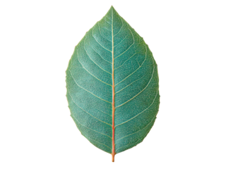 Single teal leaf isolated on black background botanical nature, Isolated On White Background, Png Transparent